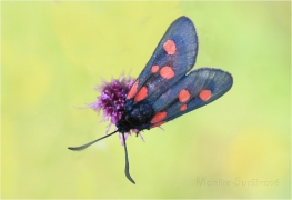 <p>VŘETENUŠKA MOKŘADNÍ (Zygaena trifolii) Šluknovsko - Rybničtě ---- /Five-spot burnet - Sumpfhornklee-Widderchen/</p>